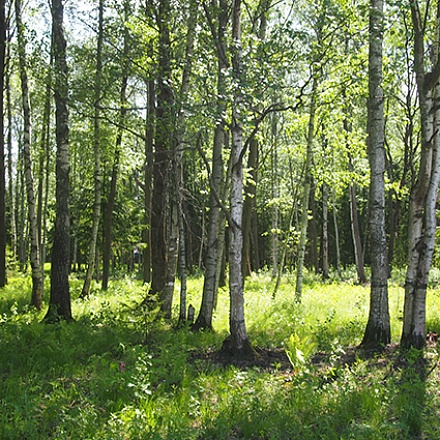 Продается лесной  участок 11 соток, в охраняемом поселке, Дмитровское шоссе, 40 км. от МКАД