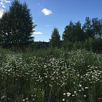 Продается земельный участок 11 соток, в 54 км. от МКАД по Дмитровскому шоссе ID: 3197