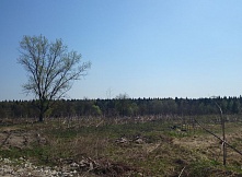 Продам 10 гектар земли сельскохозяйственного назначения на Рогачевском шоссе 20 км от МКАД