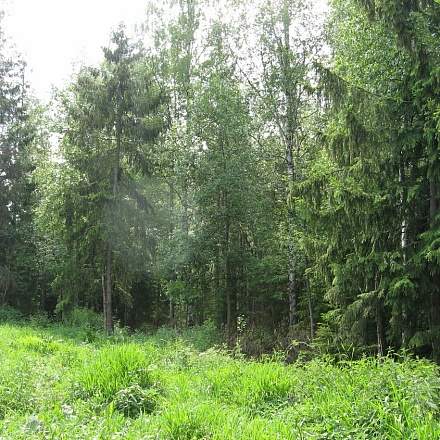 20 соток в лесу у деревни Рыбаки.