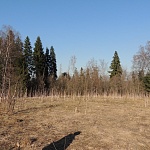 Участок 13 соток у леса на Рогачевском шоссе д.Удино ID: 1434